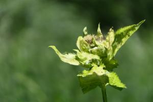 Click to view this image in a large viewer