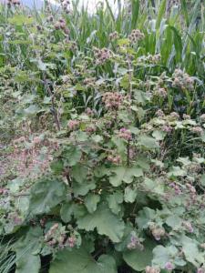 Click to view this image in a large viewer