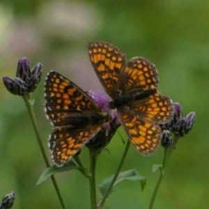 Click to view this image in a large viewer