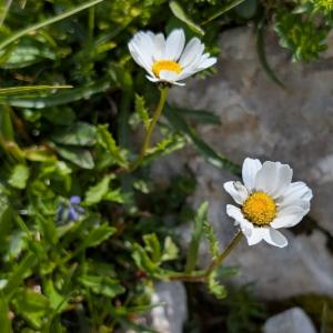 Click to view this image in a large viewer