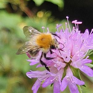 Click to view this image in a large viewer