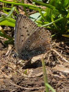 Click to view this image in a large viewer