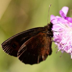 Click to view this image in a large viewer