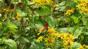 Click to view this image in a large viewer