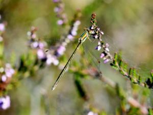 Click to view this image in a large viewer