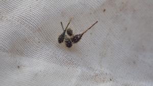 Click to view this image in a large viewer