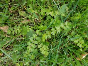 Click to view this image in a large viewer