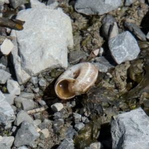 Click to view this image in a large viewer