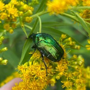 Click to view this image in a large viewer