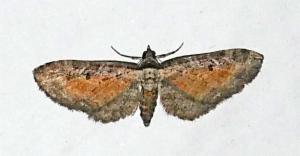 Click to view this image in a large viewer