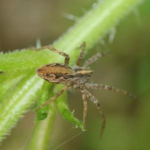 Click to view this image in a large viewer