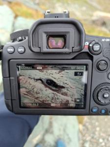 Click to view this image in a large viewer