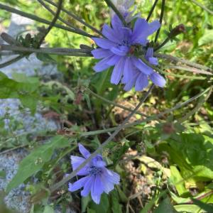 Click to view this image in a large viewer