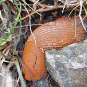 Click to view this image in a large viewer