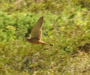 Click to view this image in a large viewer