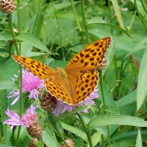 Click to view this image in a large viewer