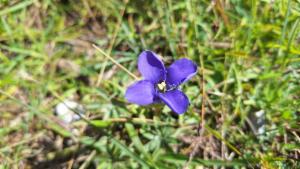 Click to view this image in a large viewer