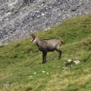 Click to view this image in a large viewer