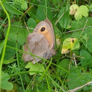 Click to view this image in a large viewer