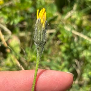 Click to view this image in a large viewer