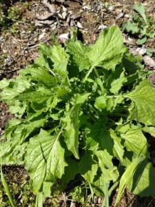 Click to view this image in a large viewer