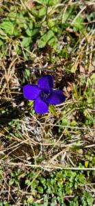 Click to view this image in a large viewer