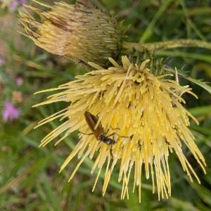 Click to view this image in a large viewer