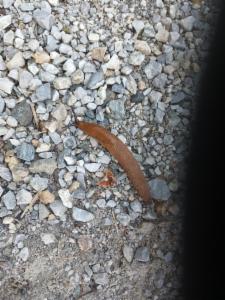 Click to view this image in a large viewer