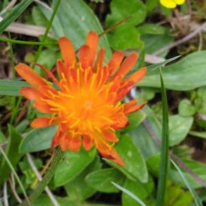 Click to view this image in a large viewer