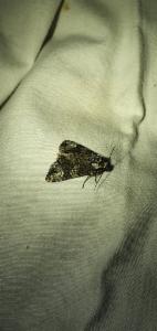 Click to view this image in a large viewer