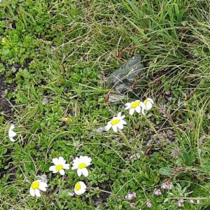 Click to view this image in a large viewer