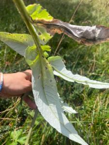 Click to view this image in a large viewer