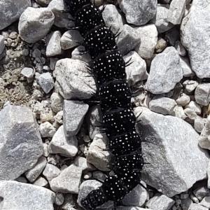 Click to view this image in a large viewer