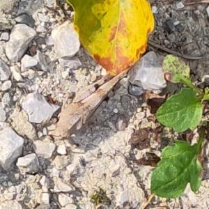 Click to view this image in a large viewer