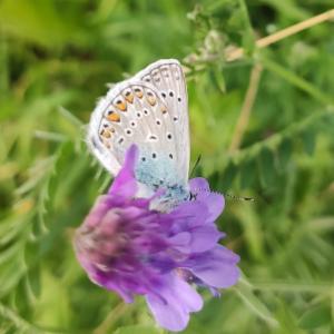 Click to view this image in a large viewer