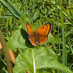 Click to view this image in a large viewer