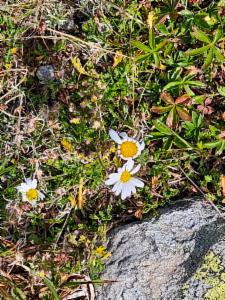 Click to view this image in a large viewer