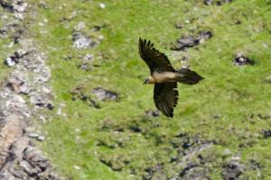 Click to view this image in a large viewer