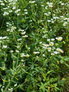 Click to view this image in a large viewer