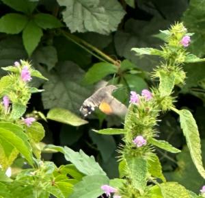 Click to view this image in a large viewer