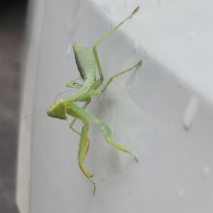 Click to view this image in a large viewer