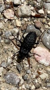 Click to view this image in a large viewer