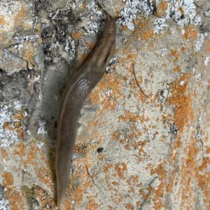 Click to view this image in a large viewer