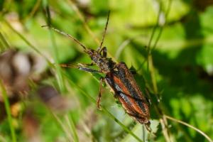 Click to view this image in a large viewer