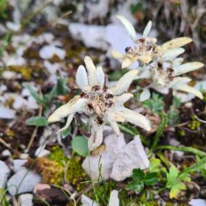 Click to view this image in a large viewer