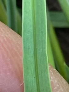 Click to view this image in a large viewer