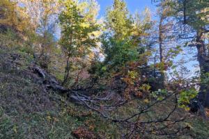 Click to view this image in a large viewer