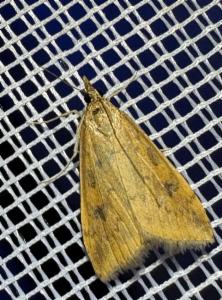 Click to view this image in a large viewer