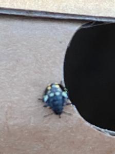 Click to view this image in a large viewer