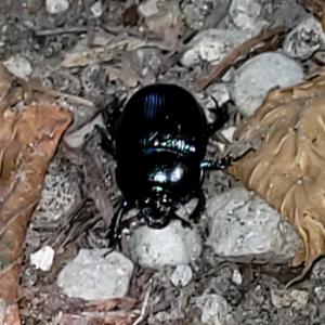 Click to view this image in a large viewer